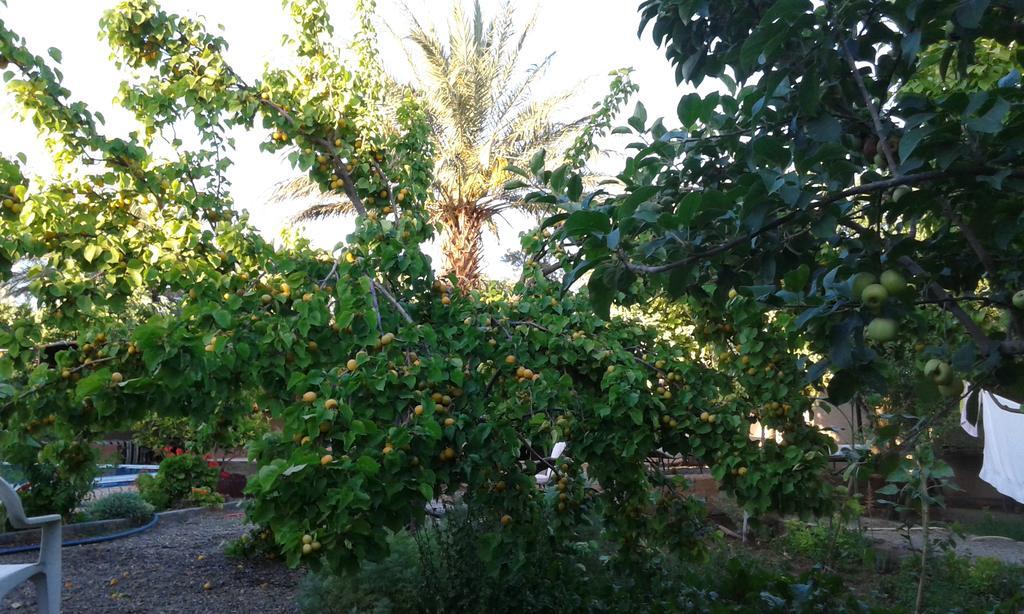 Bassatine Skoura Bed & Breakfast Dış mekan fotoğraf